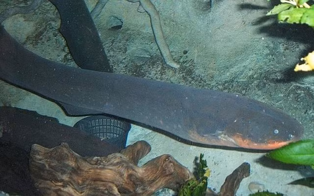 Biet gi ve loai 'thuy quai ma ca rong' o song Amazon?-Hinh-8