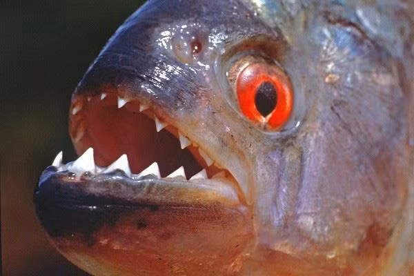 Biet gi ve loai 'thuy quai ma ca rong' o song Amazon?