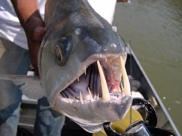 Biet gi ve loai 'thuy quai ma ca rong' o song Amazon?-Hinh-3