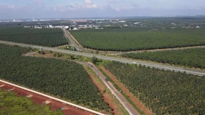 Đồng Nai: "Giải mã" lý do 5 nhà thầu thất thủ trước Công ty Bá Lộc