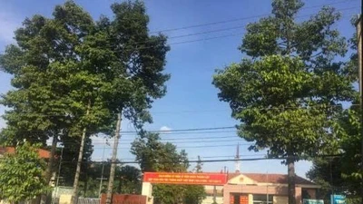 Gói thầu 5,5 tỷ tại phường Tân Đông Hiệp : Lộ diện nhà thầu duy nhất "một mình một ngựa"