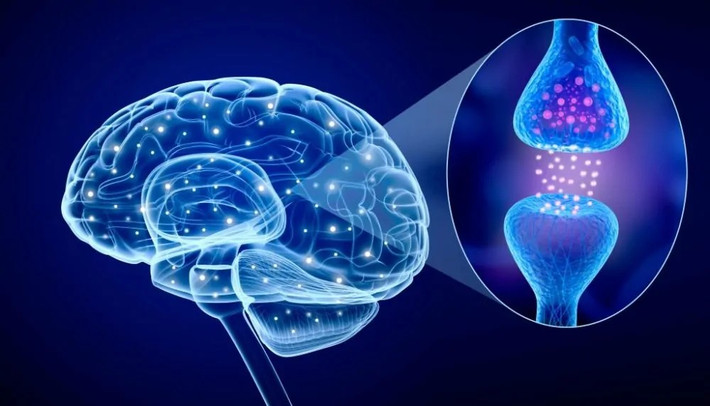 Từ một “nụ hôn” kéo dài chưa tới 1 phần nghìn giây, nhân loại đã tiến gần hơn tới việc hiểu rõ bí mật vận hành của bộ não con người.