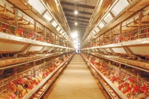 Giống như gà bị nuôi trong môi trường kiểm soát hoàn hảo nhưng mất đi hành vi tự nhiên, con người hiện đại cũng bị bó hẹp trong các không gian hiệu suất.