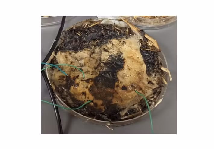 Nhóm khoa học tại Đại học Bang Ohio đã biến nấm thành memristor (viết tắt của memory resistor - điện trở bộ nhớ) hữu cơ, linh kiện có khả năng ghi nhớ tín hiệu điện ngay cả khi mất nguồn.