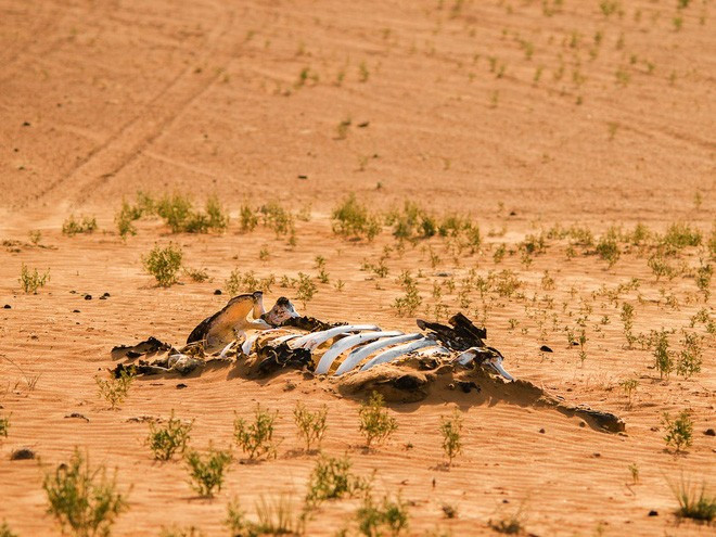 Chỉ riêng giai đoạn 2020-2050, khoảng 10% loài sinh vật sẽ tuyệt chủng hoàn toàn.