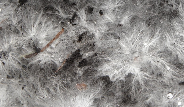 Ưu điểm lớn nhất của máy tính sinh học từ nấm là chi phí thấp, dễ sản xuất và khả năng phân hủy sinh học, giảm rác thải điện tử.