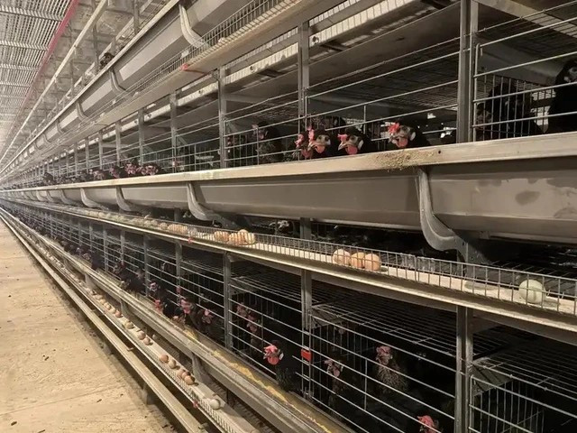 Phép ẩn dụ về “gà công nghiệp” cho thấy điều kiện vật chất tối ưu không đồng nghĩa với đời sống tinh thần lành mạnh.