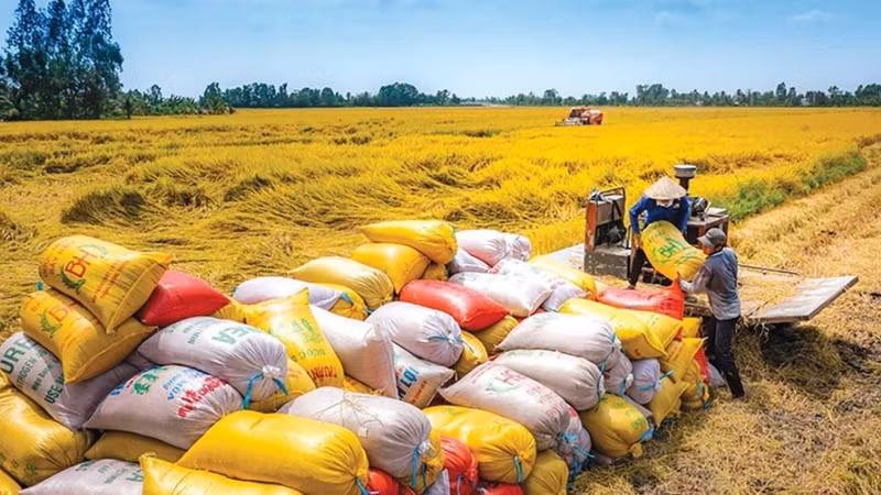 Việt Nam cắt giảm điều kiện kinh doanh xuất khẩu gạo từ tháng 10