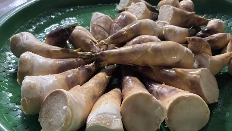 Nông dân Thái Nguyên bứt phá thu nhập nhờ trồng măng Lục Trúc