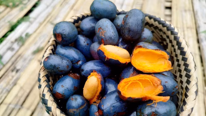 Cọ nếp vào mùa đắt hàng trên thị trường dù giá tăng mạnh