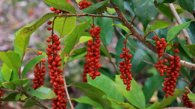 Đặc sản chòi mòi rừng "cháy hàng" trên chợ mạng, thu hút thực khách thành thị