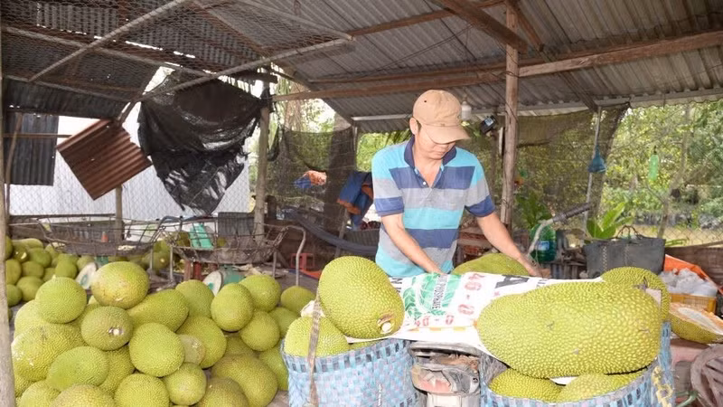 Giá mít tại miền Tây tăng gấp ba lần sau đợt khan hàng