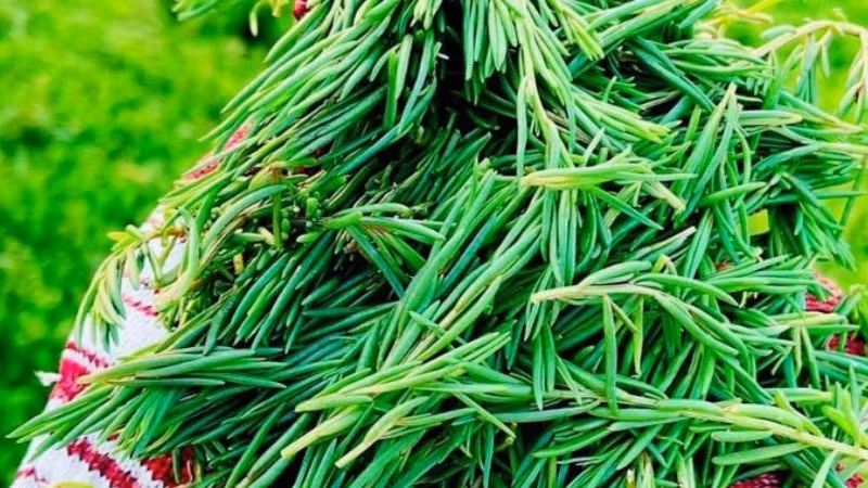 Rau nhót từ loài cây dại ven biển thành đặc sản được săn đón