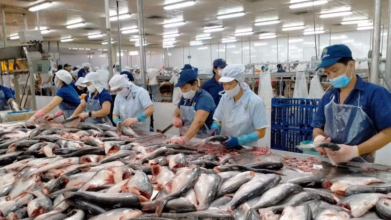 Áp lực thuế quan khiến xuất khẩu cá tra sang Mỹ sụt giảm