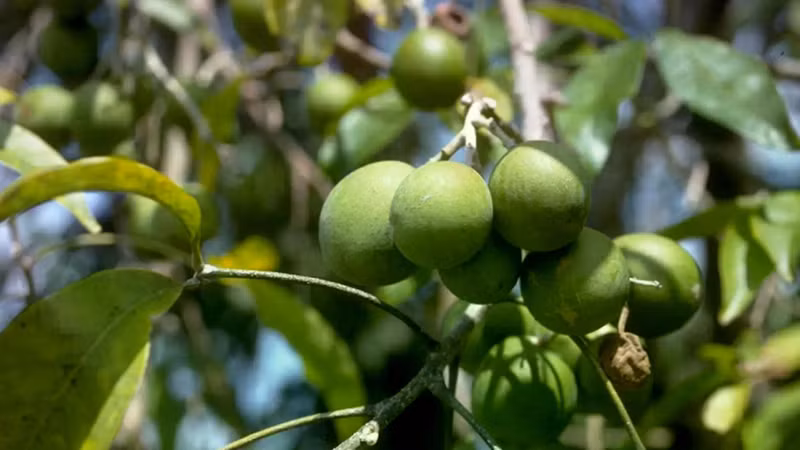 Quả bánh kem - Trái cây độc lạ có vị bơ ngậy gây "sốt" chợ mạng