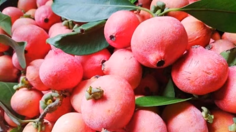 Rỏi rừng - Quả dại vùng đồi núi đắt khách mùa nắng nóng