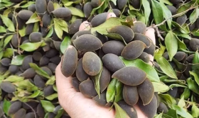 Đặc sản xay nhung rừng hút khách nhờ hương vị chua ngọt lạ miệng