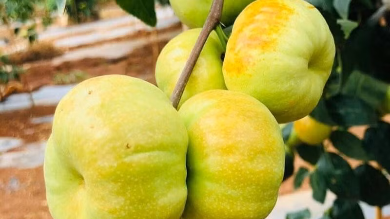 Hồng táo dẹt Trung Quốc sốt giá trên chợ mạng Việt Nam
