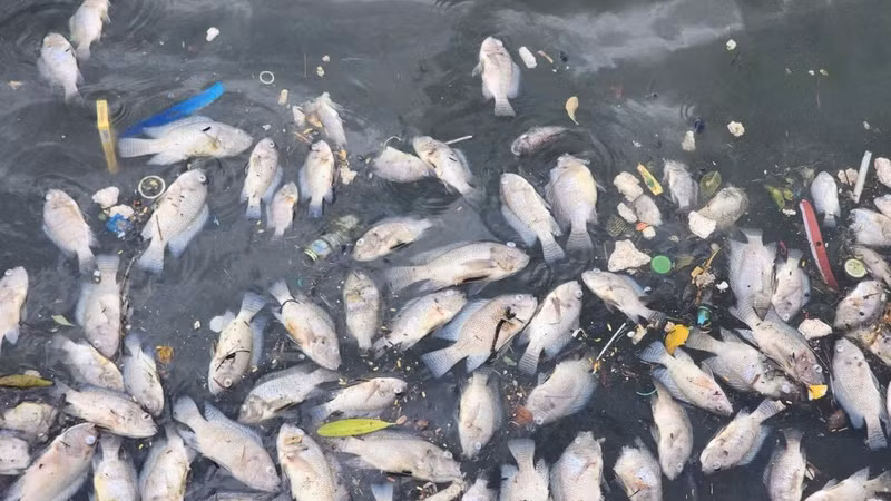 Điều tra nguyên nhân cá chết hàng loạt ở hồ Bồng Sơn
