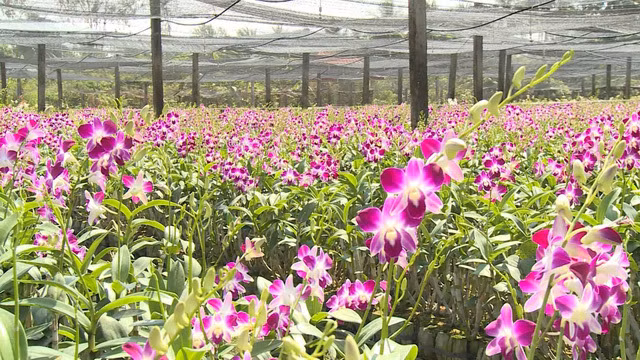 Tiết lộ phong thuỷ bất ngờ từ những cây, hoa hút tài lộc đầu năm mới