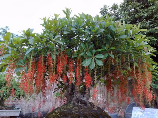 Phong thuy nha cua: Muon con cai do dat vinh hien, nen trong nhung cay nay truoc nha-Hinh-2