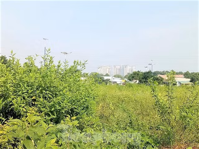Du an nha o Dai Nam tung muon hien 127 lo dat nhung khong ai nhan gio ra sao?-Hinh-11