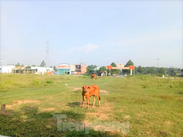 Du an nha o Dai Nam tung muon hien 127 lo dat nhung khong ai nhan gio ra sao?-Hinh-3