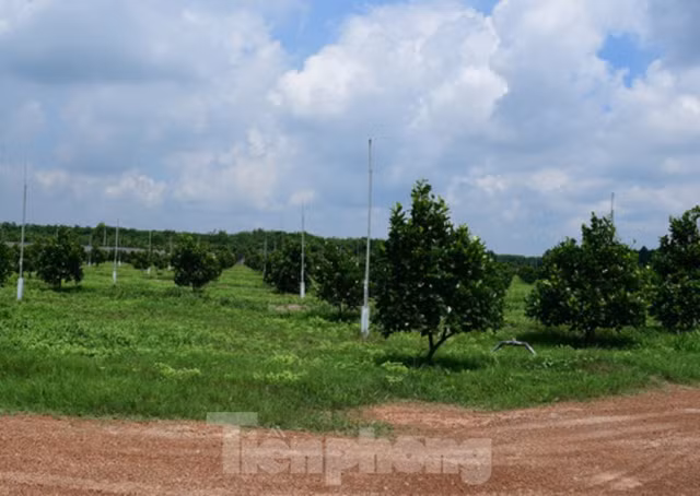 Bình Dương lập đoàn thanh tra nông trại rộng gần 153 ha đất - Hình 2 Binh Duong lap doan thanh tra nong trai rong gan 153 ha dat-Hinh-2