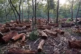 Khi toàn bộ cây cối trong các khu rừng bị chặt hạ thì nhân loại sẽ đối mặt với thảm kịch tồi tệ.