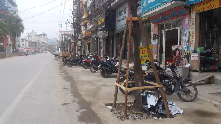 Hàng cây xanh đô thị được trồng trên khoảng rộng 2 mét được đổ bê tông tiếp giáp ngay giữa lòng đường và khu vực vỉa hè.