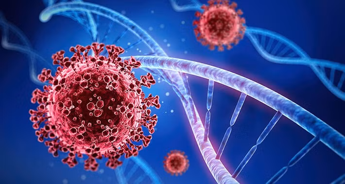 Thêm nữa, các nhà khoa học cũng phát hiện các trình tự gene của 3 loại virus mới rất gần với các trình tự của các chủng virus SARS-CoV-2 ban đầu tồn tại trong tự nhiên.