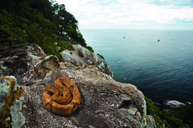 Ilha da Queimada Grande hay còn gọi Đảo Rắn là một cấm địa được nhiều người biết đến. Với diện tích rộng 43 ha, hòn đảo này là nơi sinh sống của một trong nhiều loài rắn độc nhất thế giới, bao gồm rắn hổ lục đầu vàng.
