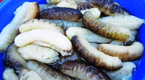 Hải sâm: Mang hình dáng hơi nhảy cảm nên ngay từ xa xưa, hải sâm đã được mệnh danh là “nhân sâm của biển cả”. Có nhiều y gia đã coi thịt hải sâm ngang tầm với tám món ăn cao lương mỹ vị nổi tiếng “bát trân” của phương Đông sử dụng trong cung đình.