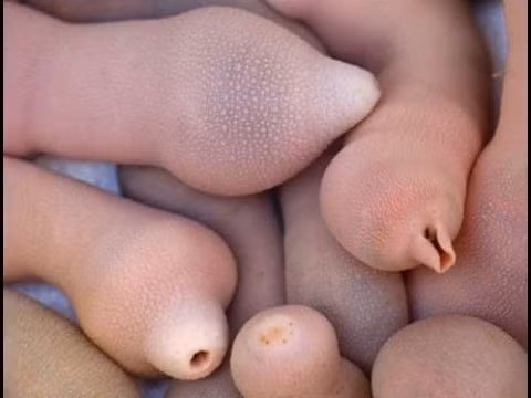 Hình dạng bên ngoài của Gaebul rất giống với “của quý” của nam giới. Chính vì lý do này mà không ít thực khách đã phải “bỏ chạy” khi được tận mắt nhìn thấy nó, không dám thử dù món ăn này được quảng cáo là rất ngon và bổ dưỡng.