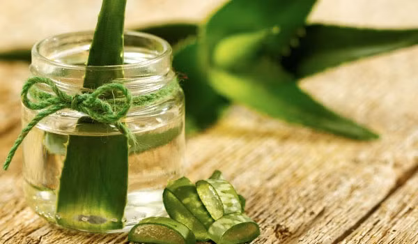 Trị bỏng lạnh: Không chỉ chữa bỏng nắng, gel lô hội còn có thể trị bỏng lạnh. Hàm lượng vitamin E cao trong gel lô hội làm dịu vùng da bị tổn thương.