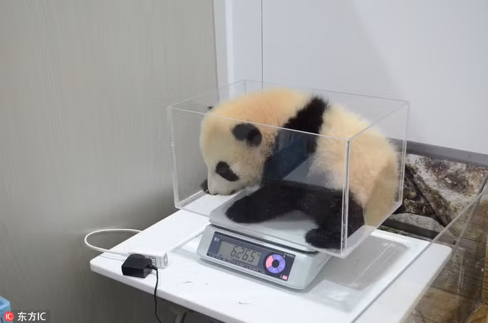 Gấu trúc con có vẻ an phận hơn, nó ngoan ngoan để các nhân viên cân sức khỏe. Có lẽ nó đã biết rằng, dù có béo đến mức nào, loài gấu trúc vẫn sẽ luôn đáng yêu, là những ngôi sao động vật trong vườn thú.