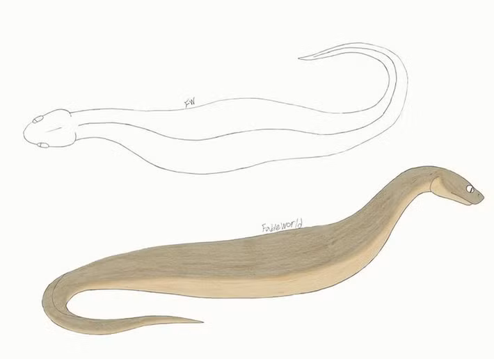Khoảng 20 lần người dân nhìn thấy Tsuchinoko ở Higashishirakawa trong khoảng thời gian từ năm 1926 -1989.