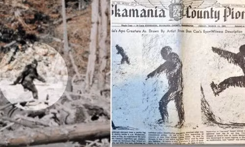 Một vài người lại cho hay quái vật Bigfoot có hình dáng khá giống một con gấu nhưng có vóc dáng giống con người. Nó cũng có bàn chân cực lớn và cơ thể đầy lông.