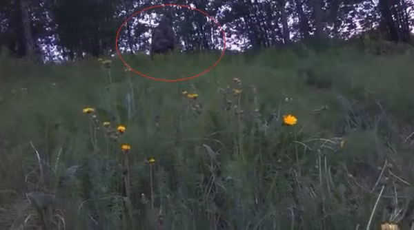 Thậm chí, một vài nhân chứng kể rằng khi quái vật Bigfoot nhìn thấy họ liền có hành động hung hăng. Đó là sinh vật bí ẩn lấy đá và ném về phía các nhân chứng trước khi biến mất không để lại dấu vết nào.