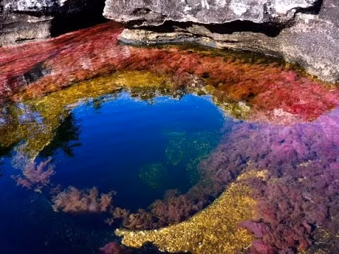 Theo các chuyên gia, "dòng sông ngũ sắc" Cano Cristales có màu sắc tuyệt đẹp như vậy chỉ xảy ra vào thời điểm giao mùa.