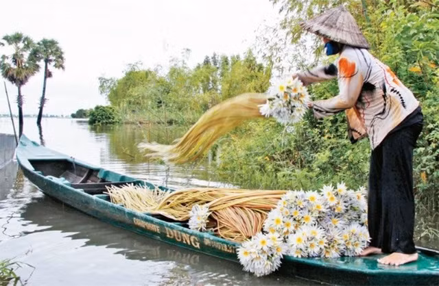 Loài cây này vươn lên theo nước lũ, nước càng dâng cao thì cuống lá, cọng càng dài. Hàng năm khi nước lũ kéo dài 4-5 tháng, bông súng mọc và trổ bông, làm trắng xóa cả cánh đồng bao la. Súng là loại "thủy mộc" không ai gieo hoặc chăm sóc mà vẫn xanh tốt. Bà con thường bơi ra thu hoạch vào sáng sớm để mang về chế biến.