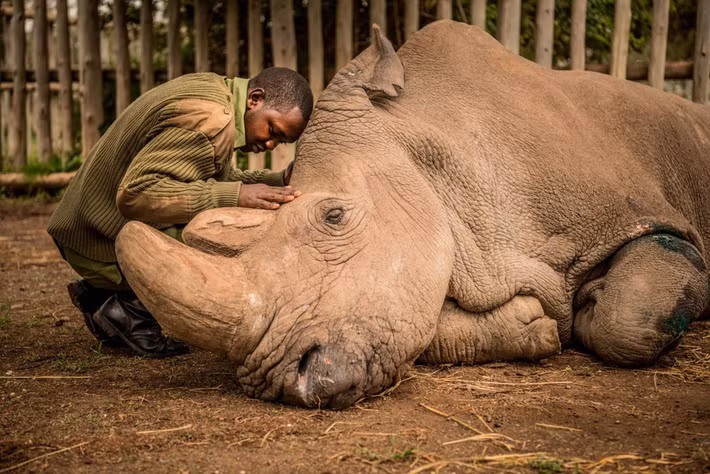 Một cậu bé đang an ủi con tê giác Sudan khi con vật đang trong cơn hấp hối. Sudan là con tê giác trắng Bắc Phi đực cuối cùng trên thế giới. Loài tê giác trắng chỉ còn hai con cái và đứng trước nguy cơ tuyệt chủng.
