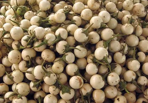 Khám phá ấn tượng về quả cà pháo quen thuộc - Hình 2 Kham pha an tuong ve qua ca phao quen thuoc-Hinh-2