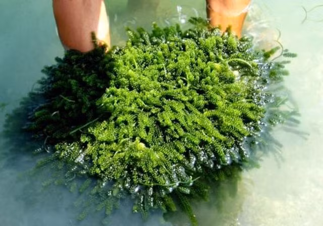 Điều kỳ thú về rong biển ít ai biết đến Dieu ky thu ve rong bien it ai biet den
