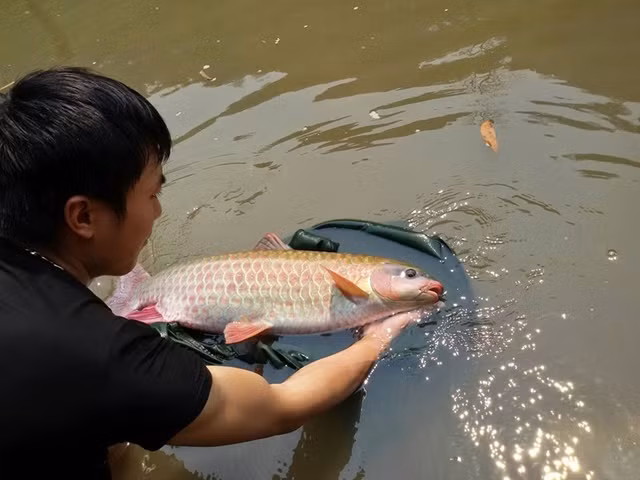 Cá bỗng được mệnh danh là loài "cá vua", phân bố chủ yếu ở vùng Tây Bắc. Ảnh: Ca Bong. Cá bỗng được mệnh danh là loài "cá vua", phân bố chủ yếu ở vùng Tây Bắc. Ảnh: Ca Bong.