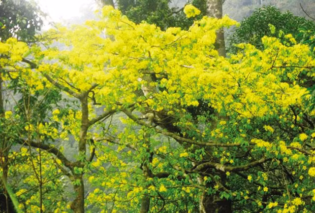 Ngày xuân, cả rừng hoa nở rộ, nhìn xa như tấm áo cà sa vàng rực phủ lên non thiêng Yên Tử. Ngày xuân, cả rừng hoa nở rộ, nhìn xa như tấm áo cà sa vàng rực phủ lên non thiêng Yên Tử.
