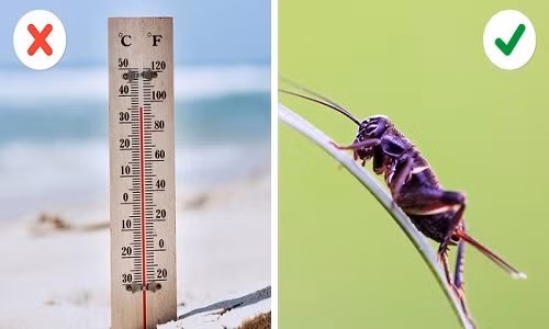Xác định nhiệt độ qua tiếng dế kêu Làm cách nào để bạn có thể biết nhiệt độ bên ngoài là bao nhiêu nếu không có nhiệt kế hay báo đài? Rất đơn giản, bạn chỉ cần nghe tiếng dế kêu. Theo giáo sư A.E Dolbear, người đầu tiên phát hiện ra mối quan hệ giữa dễ và nhiệt độ môi trường chứng minh. Con dế phát ra âm thanh nhanh khi nhiệt độ tăng, và kêu giảm hơn khi nhiệt độ giảm. Ông nhận ra rằng tính nhất quán này và có thể áp dụng nó vào một phương trình toán học đơn giản. Bạn không cần phải là một toán học để tính Luật của Dolber. Chỉ cần ghép những dữ liệu vào công thức dưới đây và bạn có thể dễ dàng xác định nhiệt độ. T = (N - 40)/4 + 50 T = nhiệt độ N = số lần dế kêu mỗi phút Xác định nhiệt độ qua tiếng dế kêu Làm cách nào để bạn có thể biết nhiệt độ bên ngoài là bao nhiêu nếu không có nhiệt kế hay báo đài? Rất đơn giản, bạn chỉ cần nghe tiếng dế kêu. Theo giáo sư A.E Dolbear, người đầu tiên phát hiện ra mối quan hệ giữa dễ và nhiệt độ môi trường chứng minh. Con dế phát ra âm thanh nhanh khi nhiệt độ tăng, và kêu giảm hơn khi nhiệt độ giảm. Ông nhận ra rằng tính nhất quán này và có thể áp dụng nó vào một phương trình toán học đơn giản. Bạn không cần phải là một toán học để tính Luật của Dolber. Chỉ cần ghép những dữ liệu vào công thức dưới đây và bạn có thể dễ dàng xác định nhiệt độ. T = (N - 40)/4 + 50 T = nhiệt độ N = số lần dế kêu mỗi phút