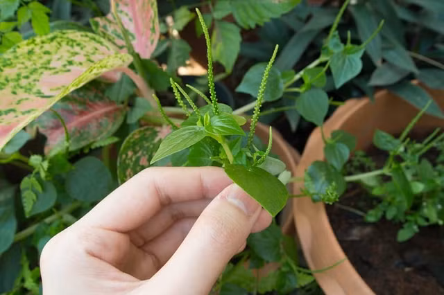 Ngồi trên đống "thần dược" ngỡ rau quả dại, người Việt liệu có biết? - Hình 2 Ngoi tren dong