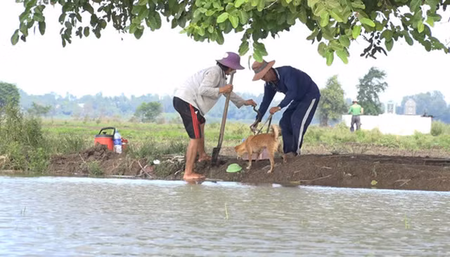Về miền Tây mùa lũ, xem thợ săn chuột đồng hốt bạc - Hình 5 Ve mien Tay mua lu, xem tho san chuot dong hot bac-Hinh-5