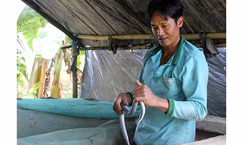 Anh nông dân kiếm bội tiền nhờ làm chuồng nuôi rắn vảy ngũ sắc Anh nong dan kiem boi tien nho lam chuong nuoi ran vay ngu sac